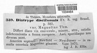 Diatrype disciformis image